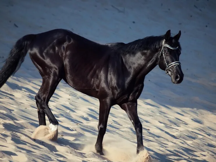 THE MAJESTIC BLACK HORSE